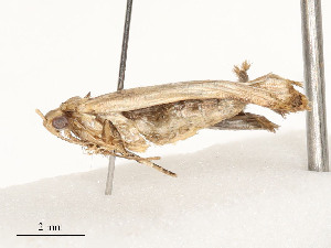  ( - CBG-A58600-E09)  @11 [ ] CreativeCommons - Attribution Share - Alike (2025) CBG Photography Group Centre for Biodiversity Genomics