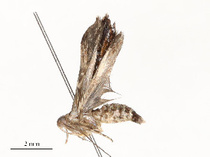  ( - CBG-A58617-E01)  @11 [ ] CreativeCommons - Attribution Share - Alike (2025) CBG Photography Group Centre for Biodiversity Genomics