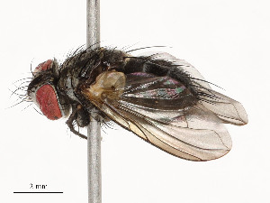  ( - CBG-A58690-B03)  @11 [ ] CreativeCommons - Attribution Share - Alike (2025) CBG Photography Group Centre for Biodiversity Genomics