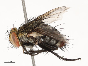  ( - CBG-A58690-E01)  @11 [ ] CreativeCommons - Attribution Share - Alike (2025) CBG Photography Group Centre for Biodiversity Genomics