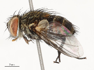  ( - CBG-A58690-E02)  @11 [ ] CreativeCommons - Attribution Share - Alike (2025) CBG Photography Group Centre for Biodiversity Genomics