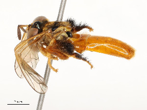  ( - CBG-A58705-D05)  @11 [ ] CreativeCommons - Attribution Share - Alike (2025) CBG Photography Group Centre for Biodiversity Genomics