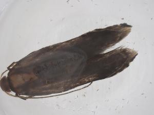  ( - CBG-A59372-A05)  @11 [ ] CreativeCommons - Attribution Share - Alike (2024) Centre for Biodiversity Genomics Centre for Biodiversity Genomics