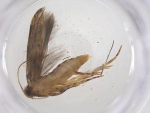  ( - CBG-A59372-B01)  @11 [ ] CreativeCommons - Attribution Share - Alike (2024) Centre for Biodiversity Genomics Centre for Biodiversity Genomics