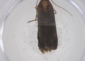  ( - CBG-A59372-D08)  @11 [ ] CreativeCommons - Attribution Share - Alike (2024) Centre for Biodiversity Genomics Centre for Biodiversity Genomics