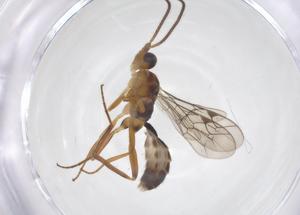  ( - CBG-A59375-G12)  @11 [ ] CreativeCommons - Attribution Share - Alike (2024) Centre for Biodiversity Genomics Centre for Biodiversity Genomics