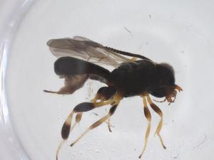  ( - CBG-A59376-F10)  @11 [ ] CreativeCommons - Attribution Share - Alike (2024) Centre for Biodiversity Genomics Centre for Biodiversity Genomics