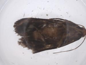  ( - CBG-A59377-C01)  @11 [ ] CreativeCommons - Attribution Share - Alike (2024) Centre for Biodiversity Genomics Centre for Biodiversity Genomics