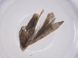  ( - CBG-A59377-D03)  @11 [ ] CreativeCommons - Attribution Share - Alike (2024) Centre for Biodiversity Genomics Centre for Biodiversity Genomics