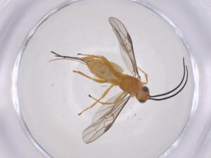  (Bracon Malaise3540 - CBG-A59377-D08)  @11 [ ] CreativeCommons - Attribution Share - Alike (2024) Centre for Biodiversity Genomics Centre for Biodiversity Genomics