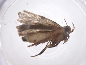  (geleBioLep01 BioLep0359 - CBG-A59377-F01)  @11 [ ] CreativeCommons - Attribution Share - Alike (2024) Centre for Biodiversity Genomics Centre for Biodiversity Genomics