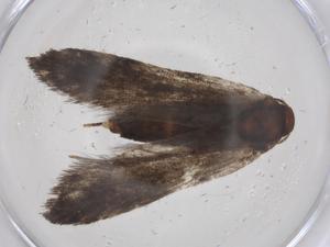  ( - CBG-A59379-C06)  @11 [ ] CreativeCommons - Attribution Share - Alike (2024) Centre for Biodiversity Genomics Centre for Biodiversity Genomics