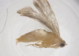  ( - CBG-A59380-A10)  @11 [ ] CreativeCommons - Attribution Share - Alike (2024) Centre for Biodiversity Genomics Centre for Biodiversity Genomics