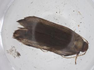  ( - CBG-A59380-C04)  @11 [ ] CreativeCommons - Attribution Share - Alike (2024) Centre for Biodiversity Genomics Centre for Biodiversity Genomics