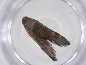  ( - CBG-A59380-E11)  @11 [ ] CreativeCommons - Attribution Share - Alike (2024) Centre for Biodiversity Genomics Centre for Biodiversity Genomics