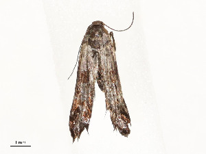  ( - CBG-A59477-C02)  @11 [ ] CreativeCommons - Attribution Share - Alike (2025) CBG Photography Group Centre for Biodiversity Genomics