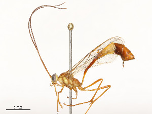  ( - CBG-A59477-D06)  @11 [ ] CreativeCommons - Attribution Share - Alike (2025) CBG Photography Group Centre for Biodiversity Genomics