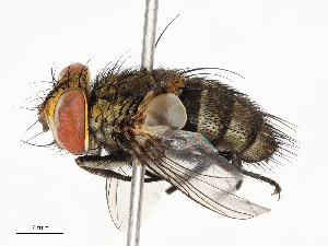  ( - CBG-A59477-H01)  @11 [ ] CreativeCommons - Attribution Share - Alike (2025) CBG Photography Group Centre for Biodiversity Genomics