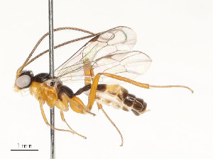  ( - CBG-A59478-G11)  @11 [ ] CreativeCommons - Attribution Share - Alike (2025) CBG Photography Group Centre for Biodiversity Genomics