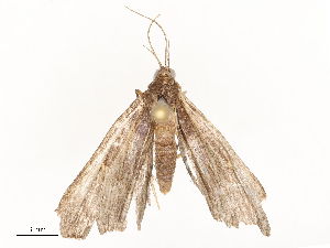  ( - CBG-A59479-D03)  @11 [ ] CreativeCommons - Attribution Share - Alike (2025) CBG Photography Group Centre for Biodiversity Genomics