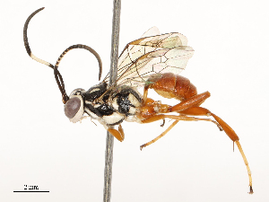  ( - CBG-A59479-D05)  @11 [ ] CreativeCommons - Attribution Share - Alike (2025) CBG Photography Group Centre for Biodiversity Genomics