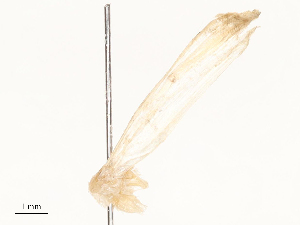  ( - CBG-A59480-B09)  @11 [ ] CreativeCommons - Attribution Share - Alike (2025) CBG Photography Group Centre for Biodiversity Genomics