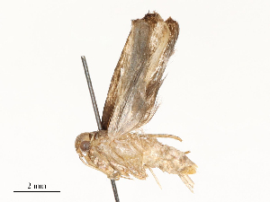  ( - CBG-A59480-C05)  @11 [ ] CreativeCommons - Attribution Share - Alike (2025) CBG Photography Group Centre for Biodiversity Genomics