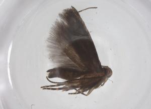  (gelMalaise01 Malaise9508 - CBG-A59670-E03)  @11 [ ] CreativeCommons - Attribution Share - Alike (2024) Centre for Biodiversity Genomics Centre for Biodiversity Genomics