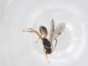  ( - CBG-A60324-F05)  @11 [ ] CreativeCommons - Attribution Share - Alike (2024) Centre for Biodiversity Genomics Centre for Biodiversity Genomics