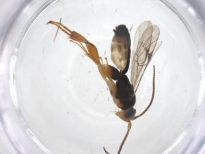  ( - CBG-A60334-F01)  @11 [ ] CreativeCommons - Attribution Share - Alike (2024) Centre for Biodiversity Genomics Centre for Biodiversity Genomics