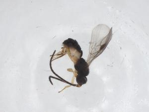  ( - CBG-A60346-D06)  @11 [ ] CreativeCommons - Attribution Share - Alike (2024) Centre for Biodiversity Genomics Centre for Biodiversity Genomics