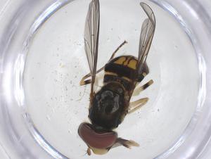  ( - CBG-A60352-G09)  @11 [ ] CreativeCommons - Attribution Share - Alike (2024) Centre for Biodiversity Genomics Centre for Biodiversity Genomics