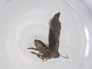  ( - CBG-A60357-B08)  @11 [ ] CreativeCommons - Attribution Share - Alike (2024) Centre for Biodiversity Genomics Centre for Biodiversity Genomics