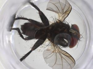  ( - CBG-A60358-A02)  @11 [ ] CreativeCommons - Attribution Share - Alike (2024) Centre for Biodiversity Genomics Centre for Biodiversity Genomics