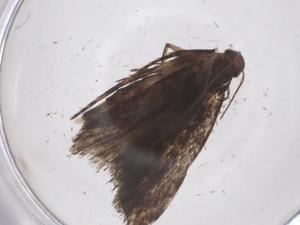  ( - CBG-A60362-H10)  @11 [ ] CreativeCommons - Attribution Share - Alike (2024) Centre for Biodiversity Genomics Centre for Biodiversity Genomics