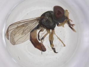  ( - CBG-A60363-A05)  @11 [ ] CreativeCommons - Attribution Share - Alike (2024) Centre for Biodiversity Genomics Centre for Biodiversity Genomics