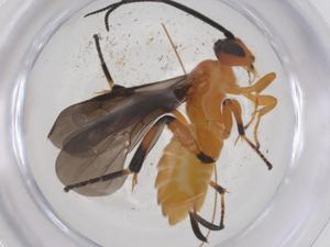  ( - CBG-A60363-D03)  @11 [ ] CreativeCommons - Attribution Share - Alike (2024) Centre for Biodiversity Genomics Centre for Biodiversity Genomics