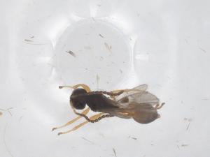  ( - CBG-A60369-D09)  @11 [ ] CreativeCommons - Attribution Share - Alike (2024) Centre for Biodiversity Genomics Centre for Biodiversity Genomics