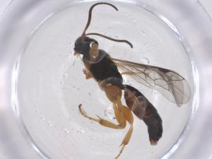  ( - CBG-A60373-D08)  @11 [ ] CreativeCommons - Attribution Share - Alike (2024) Centre for Biodiversity Genomics Centre for Biodiversity Genomics