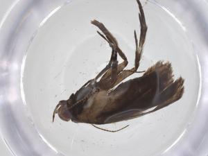  ( - CBG-A60386-G11)  @11 [ ] CreativeCommons - Attribution Share - Alike (2024) Centre for Biodiversity Genomics Centre for Biodiversity Genomics