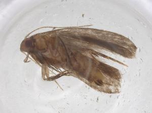  ( - CBG-A60388-C12)  @11 [ ] CreativeCommons - Attribution Share - Alike (2024) Centre for Biodiversity Genomics Centre for Biodiversity Genomics