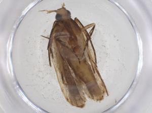  ( - CBG-A60388-E09)  @11 [ ] CreativeCommons - Attribution Share - Alike (2024) Centre for Biodiversity Genomics Centre for Biodiversity Genomics