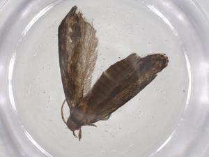  ( - CBG-A60388-F04)  @11 [ ] CreativeCommons - Attribution Share - Alike (2024) Centre for Biodiversity Genomics Centre for Biodiversity Genomics