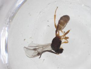  ( - CBG-A60389-G06)  @11 [ ] CreativeCommons - Attribution Share - Alike (2024) Centre for Biodiversity Genomics Centre for Biodiversity Genomics