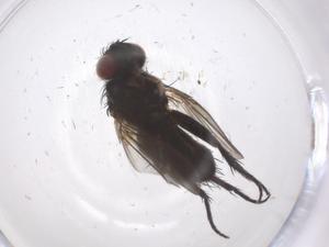  ( - CBG-A60390-D01)  @11 [ ] CreativeCommons - Attribution Share - Alike (2024) Centre for Biodiversity Genomics Centre for Biodiversity Genomics