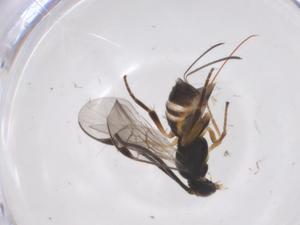  (Promicrogaster eddycastroi - CBG-A60825-G04)  @11 [ ] CreativeCommons - Attribution Share - Alike (2024) Centre for Biodiversity Genomics Centre for Biodiversity Genomics
