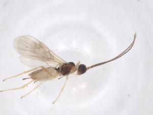  ( - CBG-A60842-F07)  @11 [ ] CreativeCommons - Attribution Share - Alike (2024) Centre for Biodiversity Genomics Centre for Biodiversity Genomics