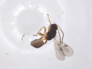  ( - CBG-A60845-C07)  @11 [ ] CreativeCommons - Attribution Share - Alike (2024) Centre for Biodiversity Genomics Centre for Biodiversity Genomics