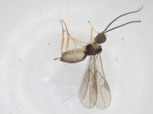  ( - CBG-A60848-C03)  @11 [ ] CreativeCommons - Attribution Share - Alike (2024) Centre for Biodiversity Genomics Centre for Biodiversity Genomics