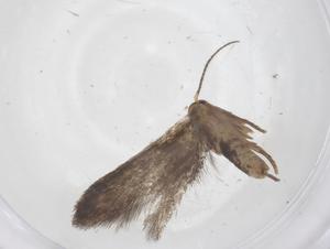  ( - CBG-A60860-A11)  @11 [ ] CreativeCommons - Attribution Share - Alike (2024) Centre for Biodiversity Genomics Centre for Biodiversity Genomics